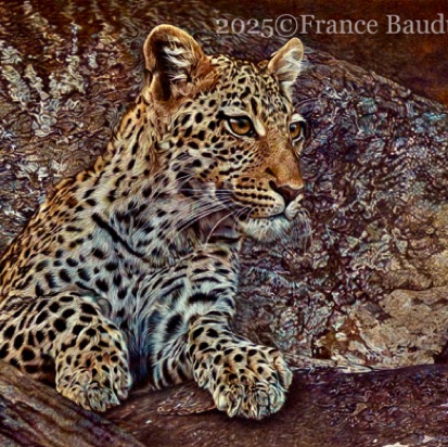 Rock Leopard- 131 hours
Brown Pastelmat Board
18.5" x 24"
Ref: Paul Lloyd Rock Leopard- 131 hours
Brown Pastelmat Board
18.5" x 24"
Ref: Paul Lloyd